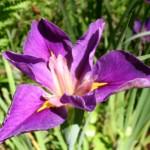 Iris at Briarwood C
