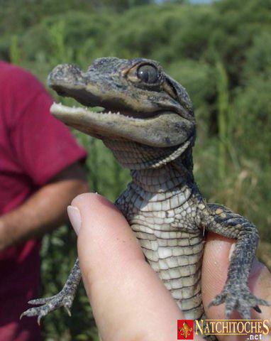 Natchitoches Alligator Park is Open for the 2014 Season